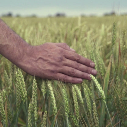 Video zeigt eine Hand, die über grüngelbe Ähren in einem Feld streicht und sich dabei vorwärts bewegt.
